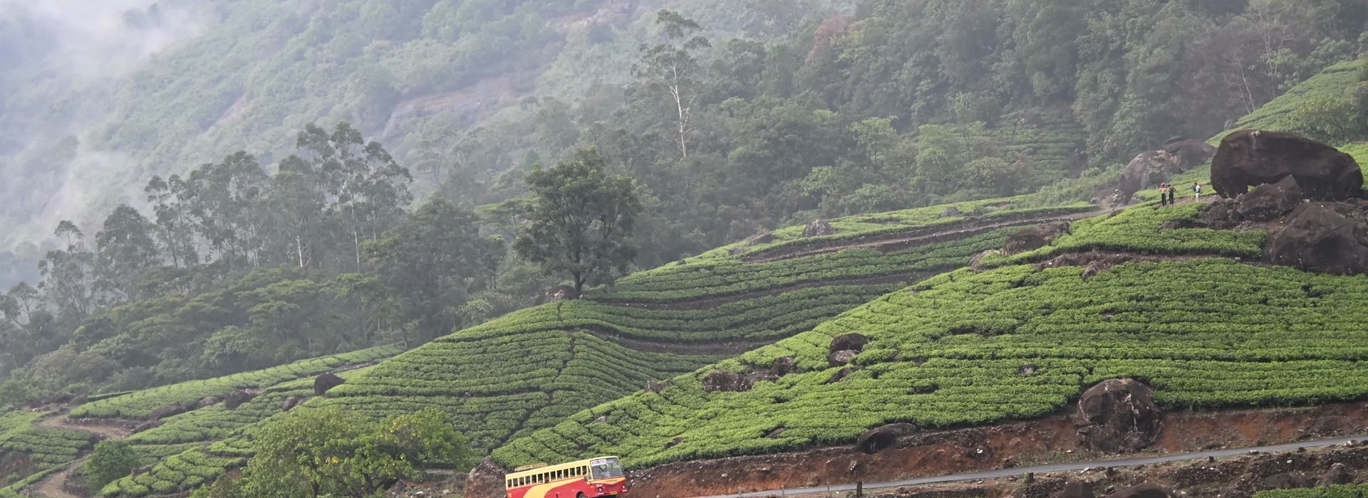 Tea plantations of Munnar, Kerala